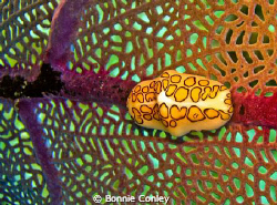 Flamingo tongue on a sea fan seen in Grand Cayman August ... by Bonnie Conley 